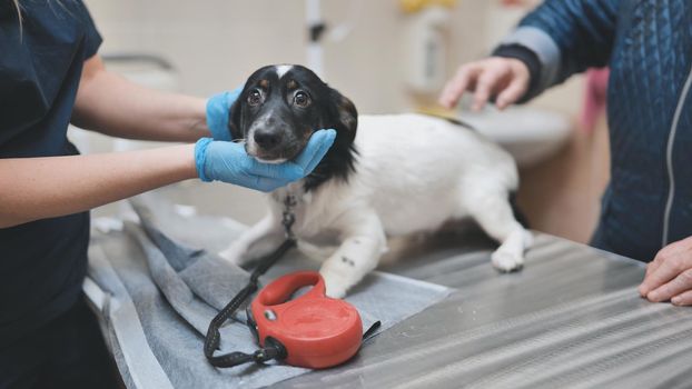 Shy little dog at the veterinarian's appointment