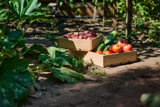 Sunlight fall on agricultural field, with focus on wooden crate with a fresh harvest of organic vegetables, tomatoes, cucumbers, potatoes, zucchini and chard leaves, in the garden next to fertile bush