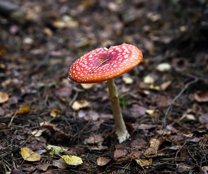 Close-up of fly agaric mushroom in a forest