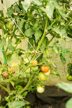 Tomatoes are hanging on a branch in the greenhouse. The concept of gardening and life in the country.