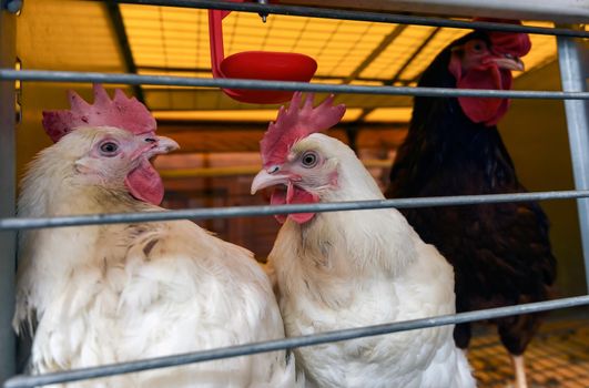 Chickens in a cage near a feeder and drinker with a rooster