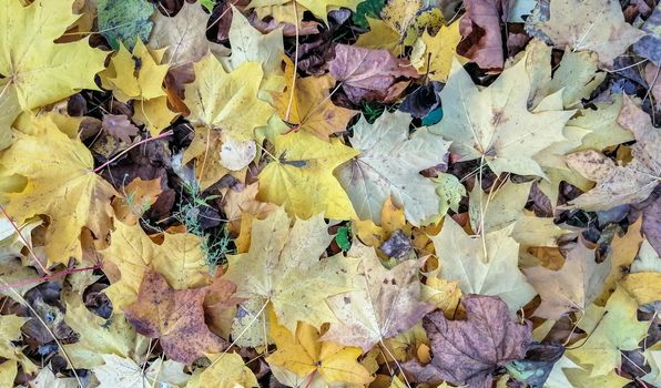 Autumnal colorful park covered with yellow and gold maple leaves in sunny weather.