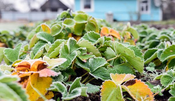 strawberry bush grows in winter in an open garden covered with frost.