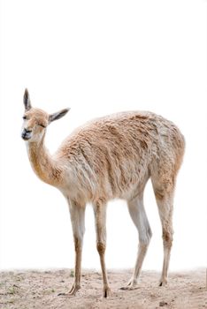 Vicuna. An animal similar to a llama or alpaca. Vicuna isolated on white background.