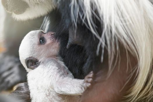 A baby Abyssinian colobus drinks its mother's breast milk in the evening sunlight. Newborn Abyssinian colobus. Black monkeys with long white tails.