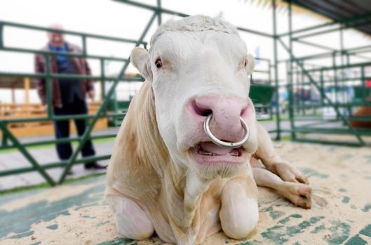 a charolais bull stands in a stall at a cow show