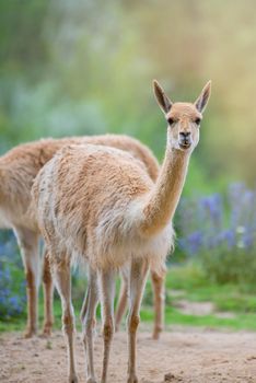 Vicuna. Several vicunas stand on a hillock in the evening sun and eat grass. An animal similar to a llama or alpaca