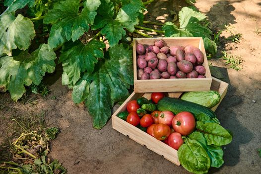 Top view of stacked wooden crates with a fresh harvest of organic seasonal homegrown organic vegetables in the country house. Eco agriculture. Gardening. Agribusiness. Growing and harvesting. Farming