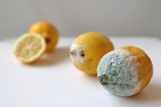 Blue mold on yellow lemon. Spoiled rotting fruit with mold on a white background. Blue-green mold on citrus fruits. Lemon with mold and fresh lemon on a white background. Moldy lemon. Green moldy lemon. Spoiled lemon with mold