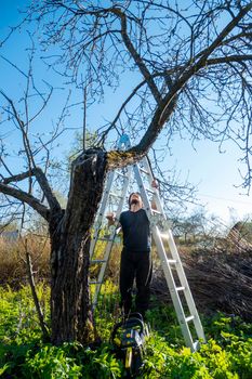 A man prunes or saws an apple tree with a chainsaw. a farmer cuts down the dry branches of apple trees on the stairs against the background of the blue sky