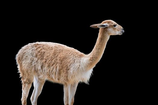 Vicuna. An animal similar to a llama or alpaca. Vicuna isolated on black background.