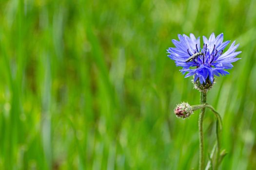 Blue cornflower in the field on a green background. High quality photo