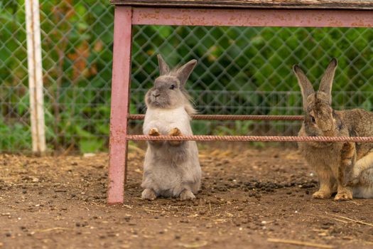 Rabbit easter nature bunny white brown background fluffy healthy hare, for young pet in small for furry wild, animal vegetable. Lovely ,