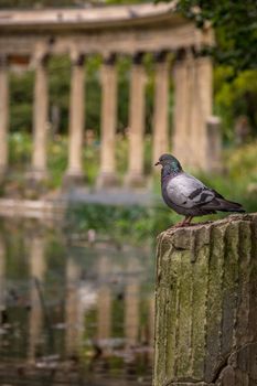 Dove above peaceful pond with classic columns in Parc Monceau, Paris, France