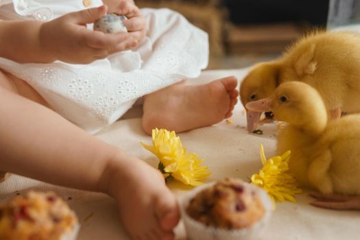 Cute fluffy ducklings on the Easter table with quail eggs and Easter cupcakes, next to a little girl. The concept of a happy Easter.