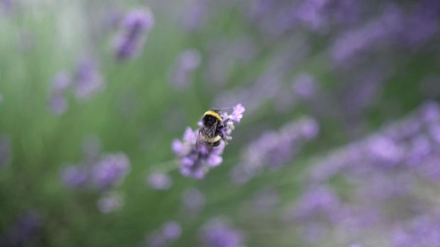 Flying bumble-bee gathering pollen from lavender blossoms. Close up Slow Motion. Beautiful Blooming Lavender Flowers swaying in wind. Provence, South France, Europe. Calm Cinematic Nature Background.