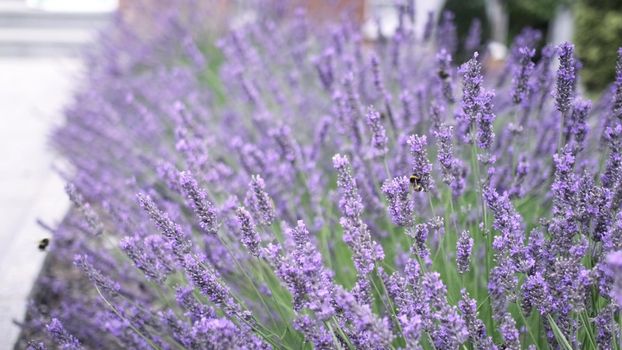 Flying bumble-bee gathering pollen from lavender blossoms. Close up Slow Motion. Beautiful Blooming Lavender Flowers swaying in wind. Provence, South France, Europe. Calm Cinematic Nature Background.