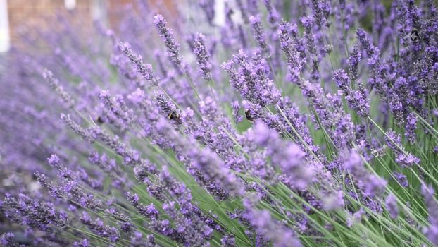 Flying bumble-bee gathering pollen from lavender blossoms. Close up Slow Motion. Beautiful Blooming Lavender Flowers swaying in wind. Provence, South France, Europe. Calm Cinematic Nature Background.