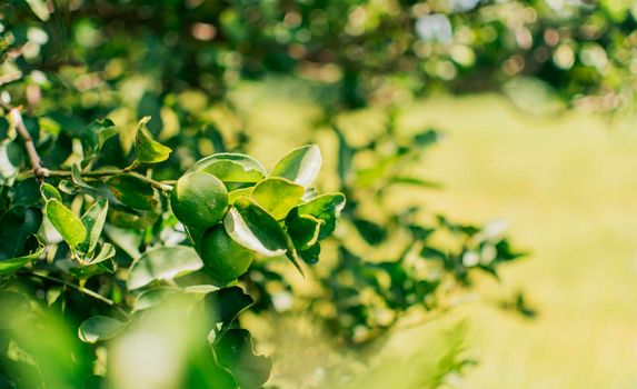 Green lemons in a gardener with natural background. Beautiful unripe lemons in a garden with out of focus background, beautiful green lemons hanging on a branch