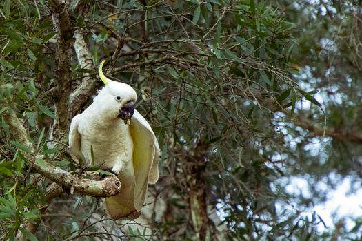 The sulphur-crested cockatoo, Cacatua galerita, is a relatively large white cockatoo found in wooded habitats in Australia.