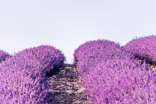 Close up Lavender flower blooming scented fields in endless rows on sunset. Selective focus on Bushes of lavender purple aromatic flowers at lavender fields