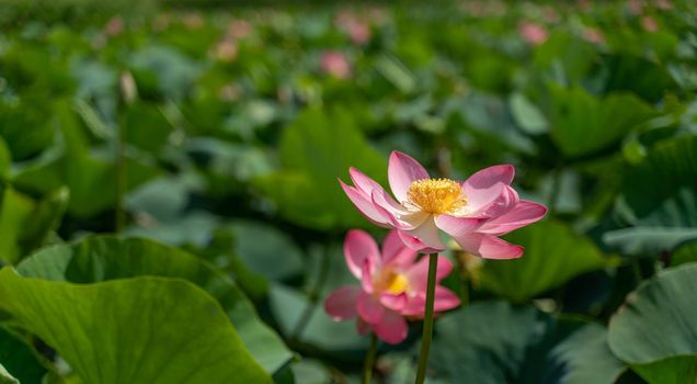 A pink lotus flower sways in the wind. Against the background of their green leaves. Lotus field on the lake in natural environment