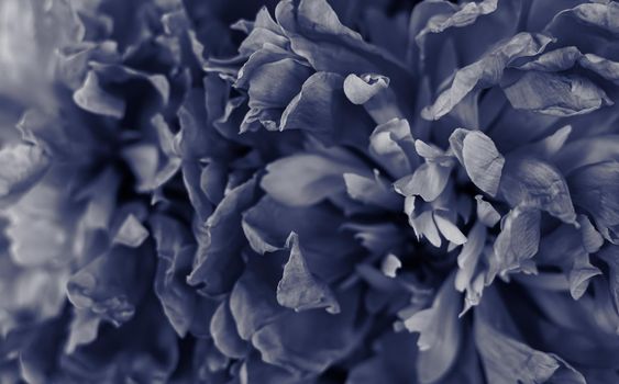 Soft focus, abstract floral background, black peony flower petals. Macro flowers backdrop for holiday brand design