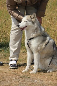 Mowing a dog malamute with a comb