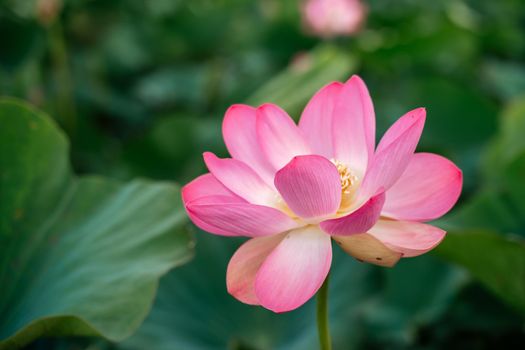 A pink lotus flower sways in the wind. Against the background of their green leaves. Lotus field on the lake in natural environment