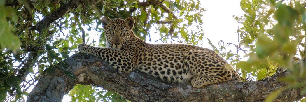 Leopard in Kruger national park South Africa. leopard or panther closeup with eye contact back profile overturn in rainy monsoon season in the green background during wildlife safari at forest bush