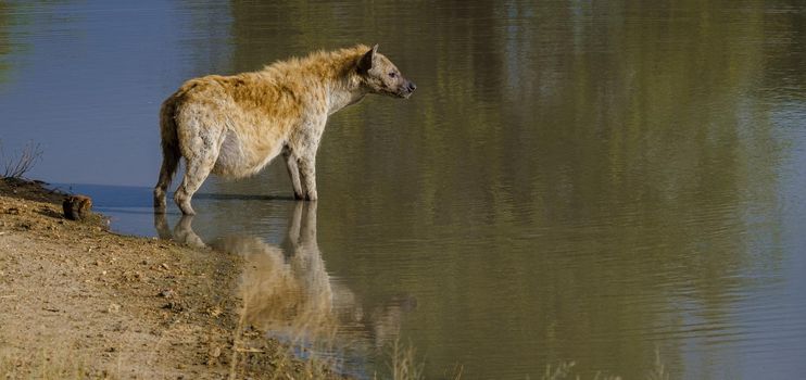 Pregnant Hyena in water lake with reflection at Kruger National park South Africa. pregnant hyena mam during sunset