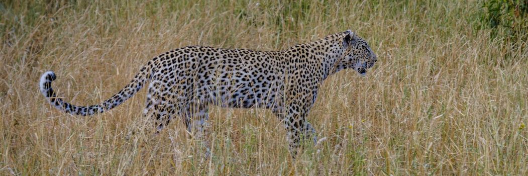 Leopard in Kruger national park South Africa. leopard or panther closeup with eye contact back profile overturn in rainy monsoon season in the green background during wildlife safari at forest bush