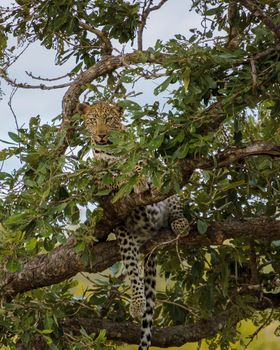 Leopard in Kruger national park South Africa. leopard or panther closeup with eye contact back profile overturn in rainy monsoon season in the green background during wildlife safari at forest bush