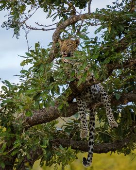 Leopard in Kruger national park South Africa. leopard or panther closeup with eye contact back profile overturn in rainy monsoon season in the green background during wildlife safari at forest bush