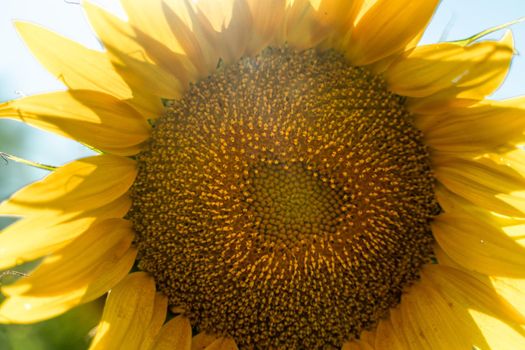 Half of a sunflower flower against a blue sky. The sun shines through the yellow petals. Agricultural cultivation of sunflower for cooking oil