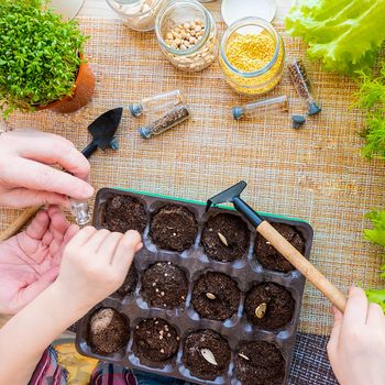 family hobby and time together: home garden care. Planting seed in peat pots and peat tablets. baby plays with seeds, tools and soil are ready for planting. Growing seedlings for gardening.
