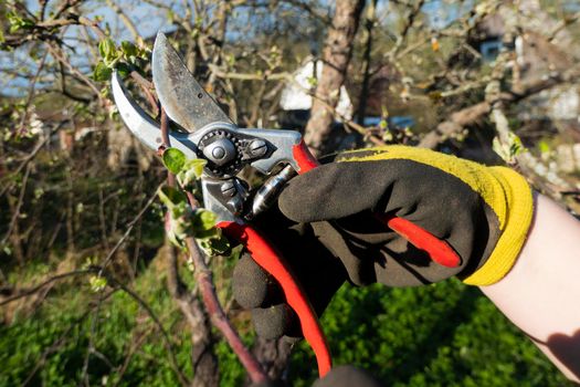 Pruning the garden in early spring. A hand in a working glove with a paper cuts off the branches of an apple tree. Caring for fruit trees in the garden.