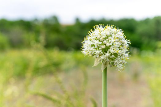 Garlic flower. Plant and grow at home. Garlic seeds. Rural natural background with place for writing. Copy space.