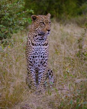 Leopard in Kruger national park South Africa. leopard or panther closeup with eye contact back profile overturn in rainy monsoon season in the green background during wildlife safari at forest bush