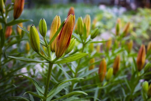 unfocused photo of closed buds of orange tiger lilies in the home garden