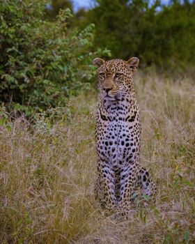 Leopard in Kruger national park South Africa. leopard or panther closeup with eye contact back profile overturn in rainy monsoon season in the green background during wildlife safari at forest bush