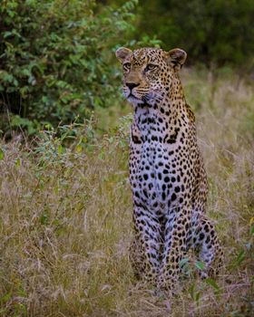 Leopard in Kruger national park South Africa. leopard or panther closeup with eye contact back profile overturn in rainy monsoon season in the green background during wildlife safari at forest bush