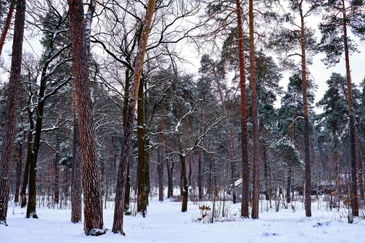 a widespread coniferous tree which has a distinctive conical shape and hanging cones, widely grown for timber, pulp. Silence and serenity in a winter park with large pine trees. High quality photo