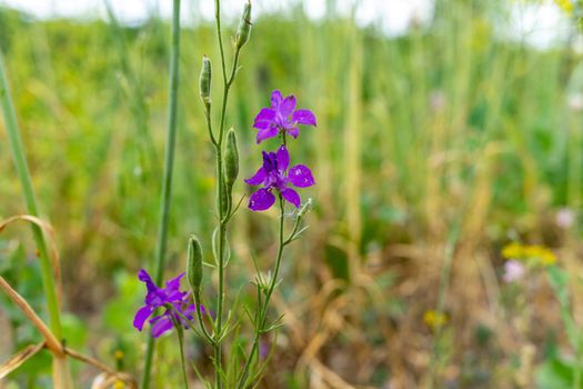 Several purple wildflowers on a green background close-up. Natural background.