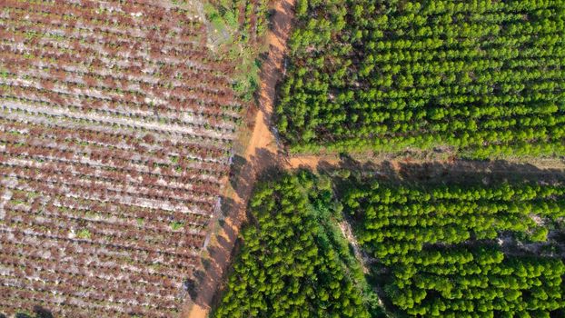 Aerial view of Cultivation trees and plantation in outdoor nursery. Beautiful agricultural garden. Cultivation business. Natural background in motion.