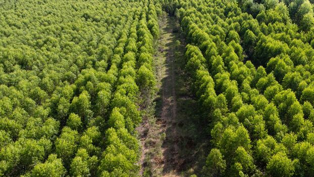 Aerial view of Cultivation trees and plantation in outdoor nursery. Beautiful agricultural garden. Cultivation business. Natural background in motion.