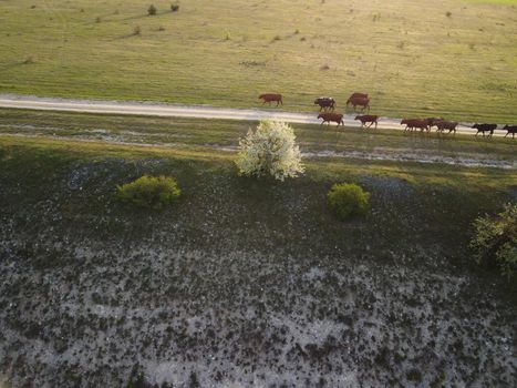 Flying over a small herd of cattle cows walking uniformly down farm road on the hill. Black, brown and spotted cows. Top down aerial view of the countryside on a sping sunset. Idyllic rural landscape