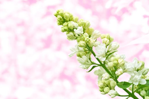 La Eurasian shrub or small tree of olive family, that has fragrant violet, pink, or white blossoms and is widely cultivated as an ornamental.Fresh lilac branch with white flowers isolated on pink
