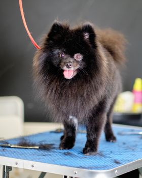 Black overgrown pomeranian in the dog salon on the grooming table.