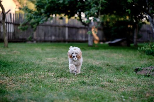 A puppy of a dwarf poodle runs with a ball to play with the owner.